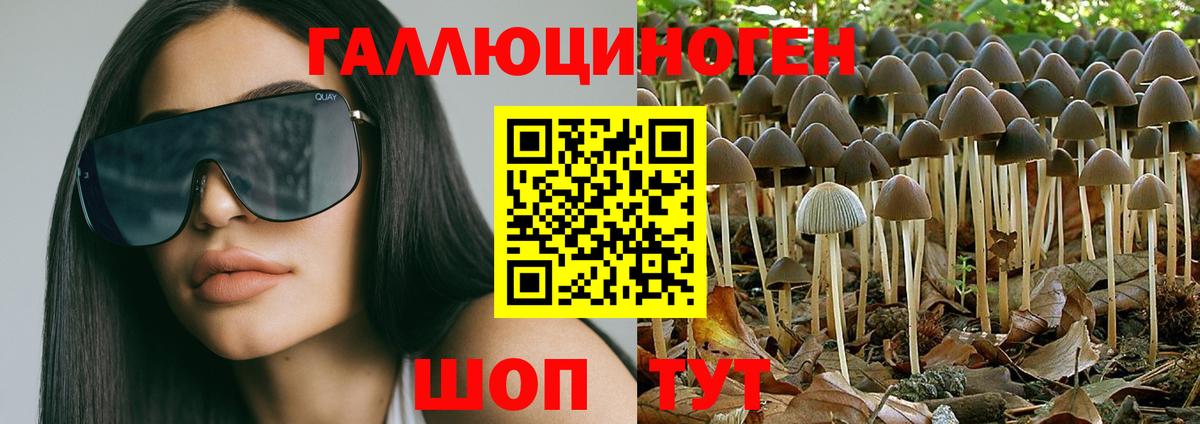 Галлюциногенные грибы Psilocybe Новомосковск